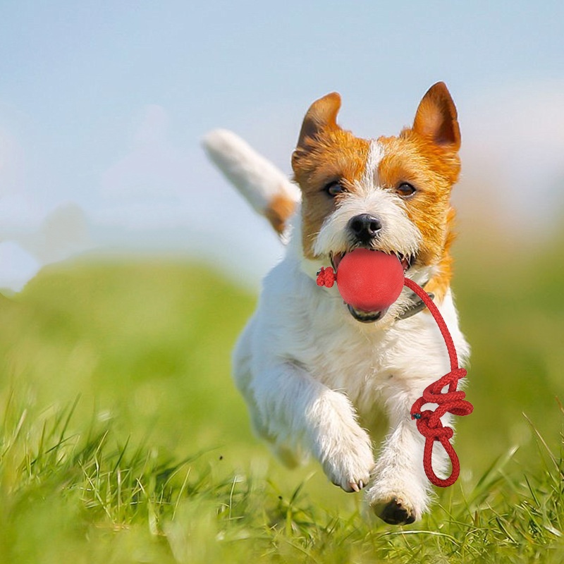 破壊不可能な犬用ボール。ロープ付きで、丈夫なゴム製。子犬のト - Indestructible Dog Chew Toy のレビューと価格